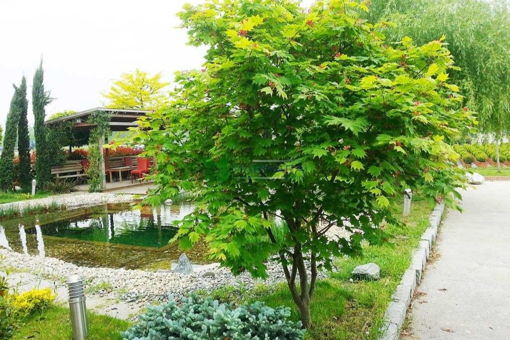 Trees
