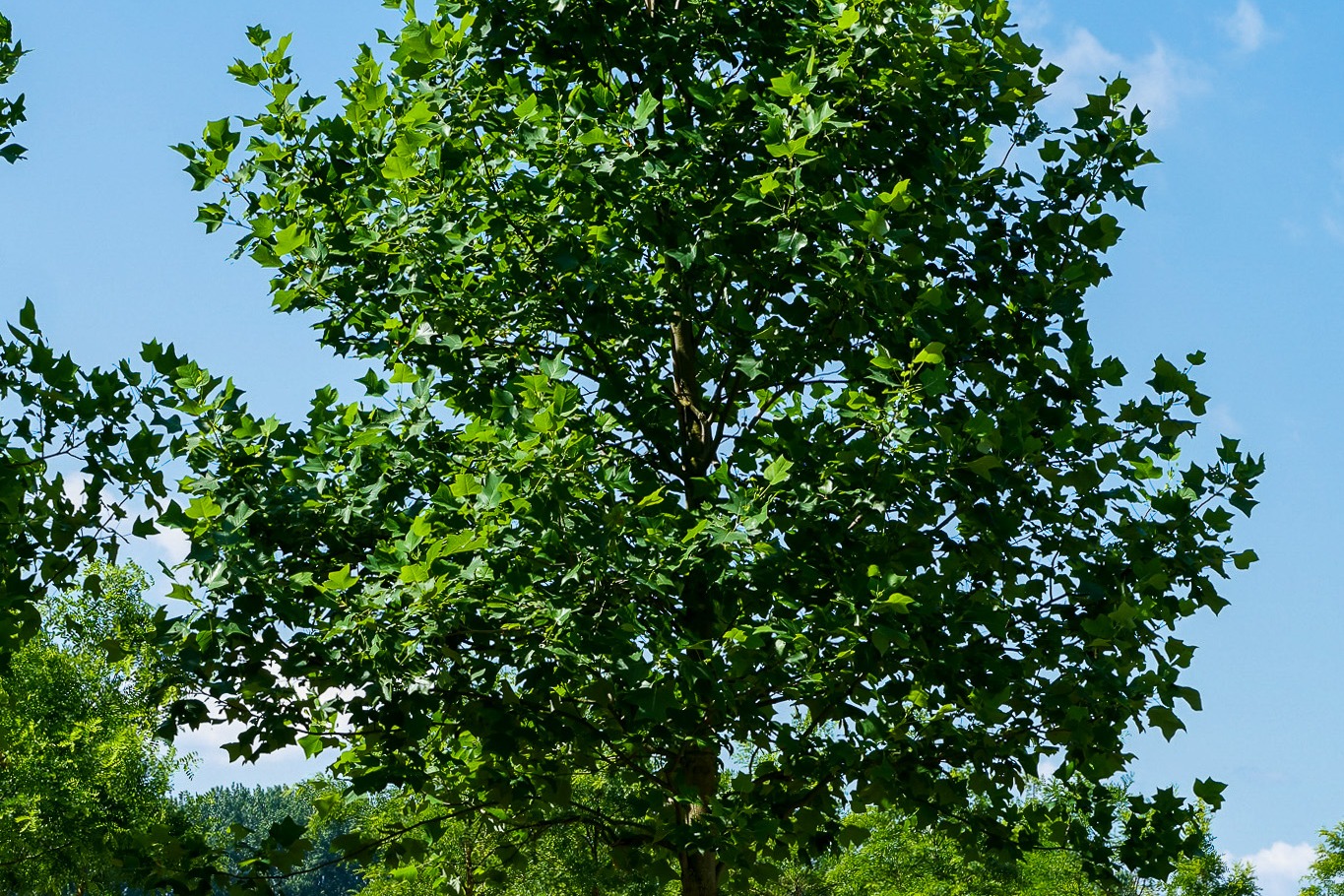 Trees