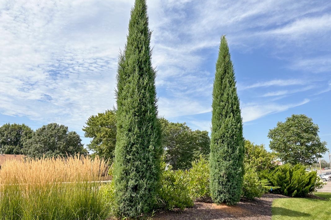 Trees